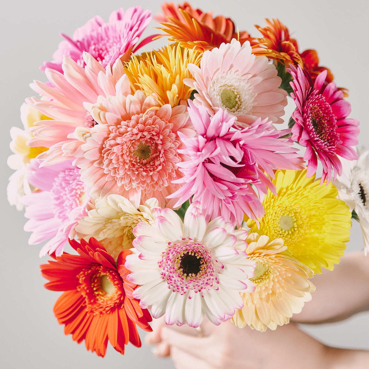 花農家直送！！クルクマ20本❀ガーベラ60本❀菊❀ 花農家直送！！クルクマ20本❀ ガーベラ60本❀ 140サイズ 花農家