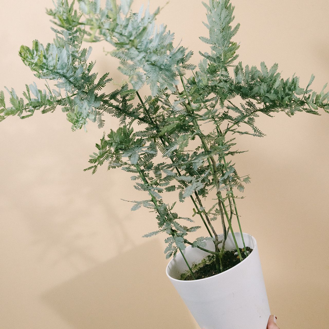 花芽付き「ミモザアカシア」