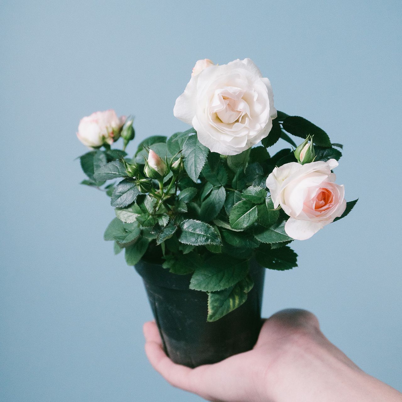 ミニバラ「ラブリーモア」