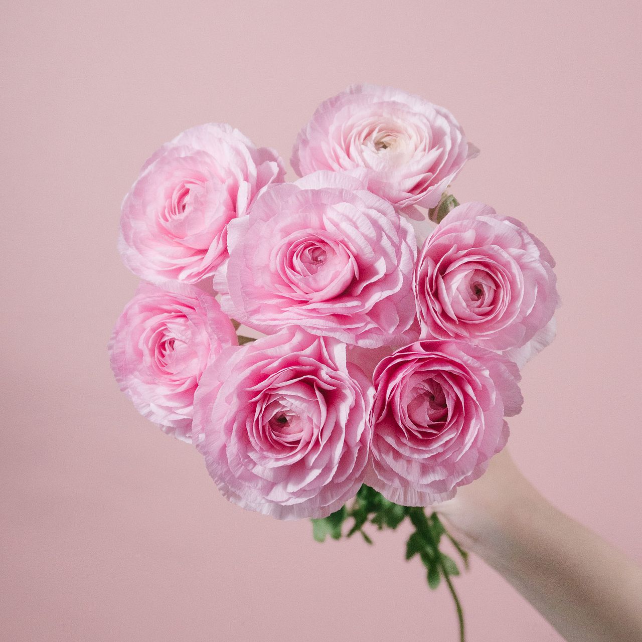 ラナンキュラス New 2025 Kawasaki Ninja ZX-4RR ABS, Lynnwood WA | Specs