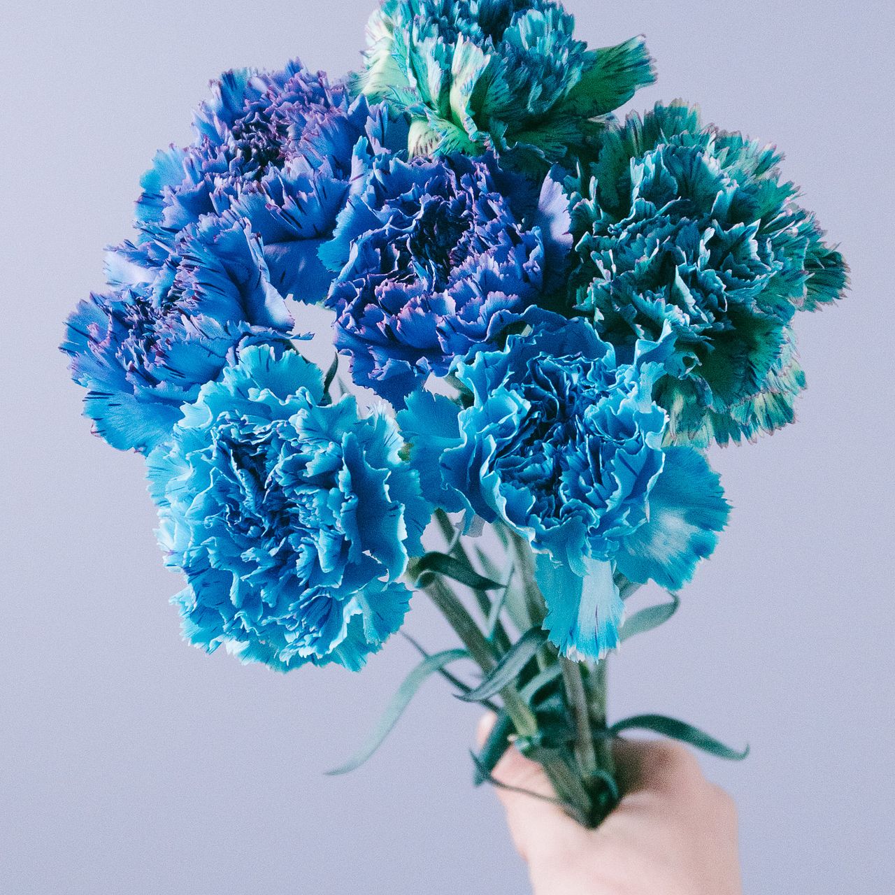 ドレスブルーのカーネーション