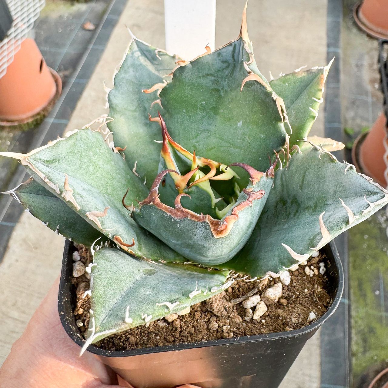 高級アガベ「白鯨」