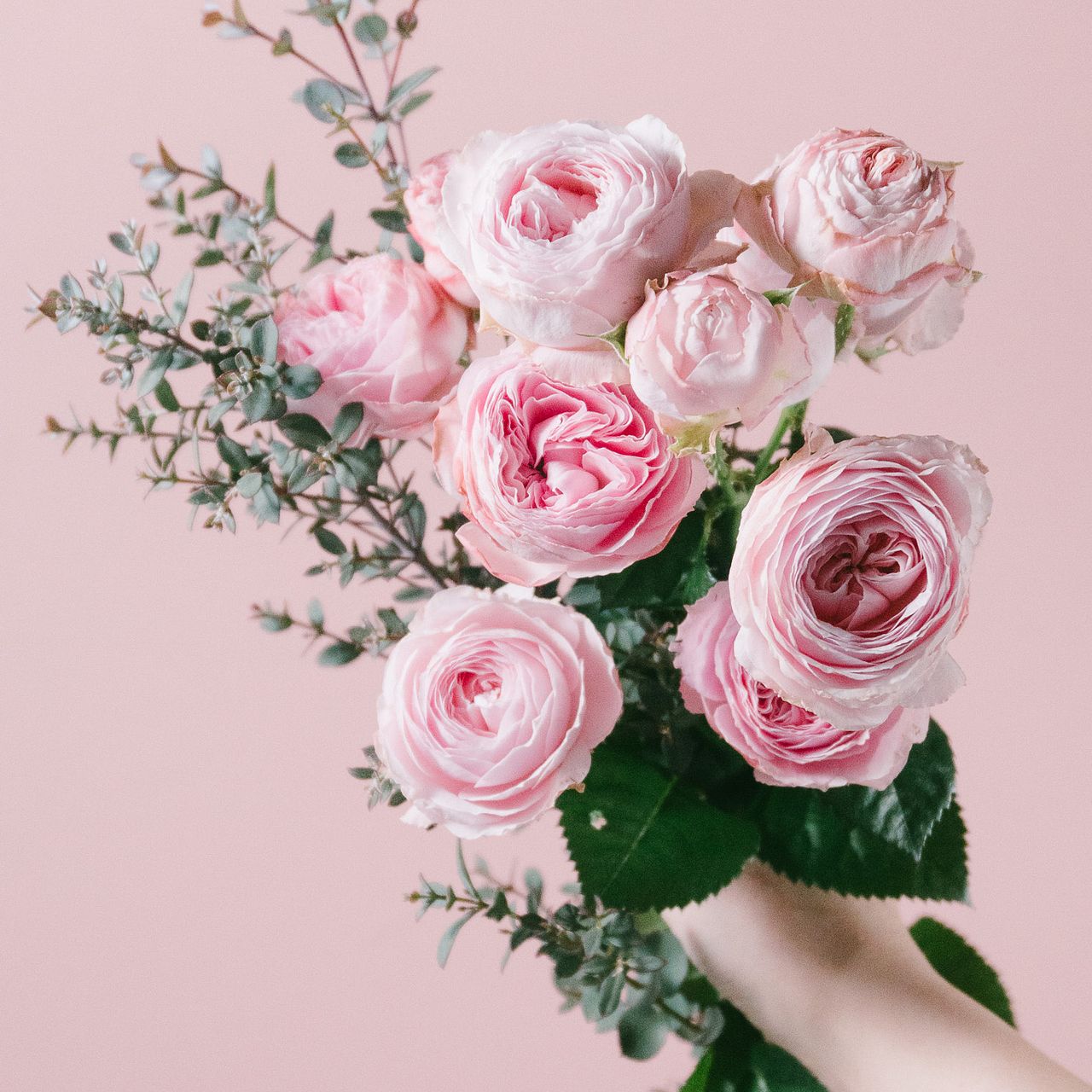 希少品種ローズ「ピンクムーン」