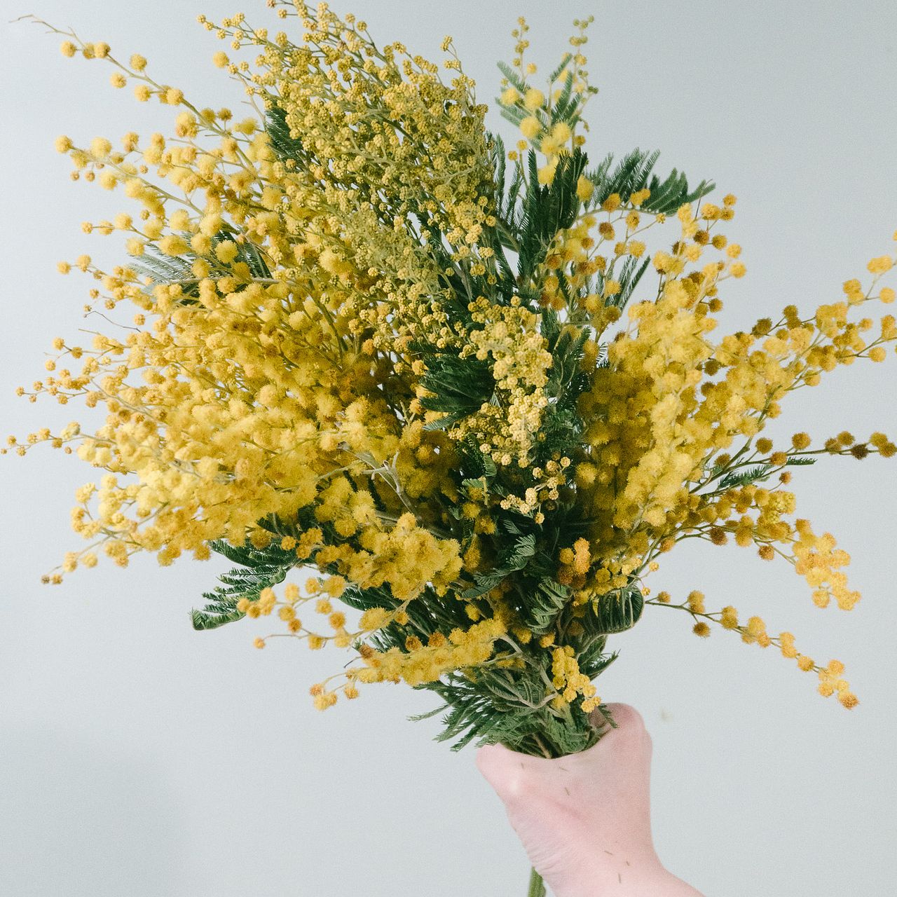 ミモザアカシア　　/ 649 ミモザアカシア / 649