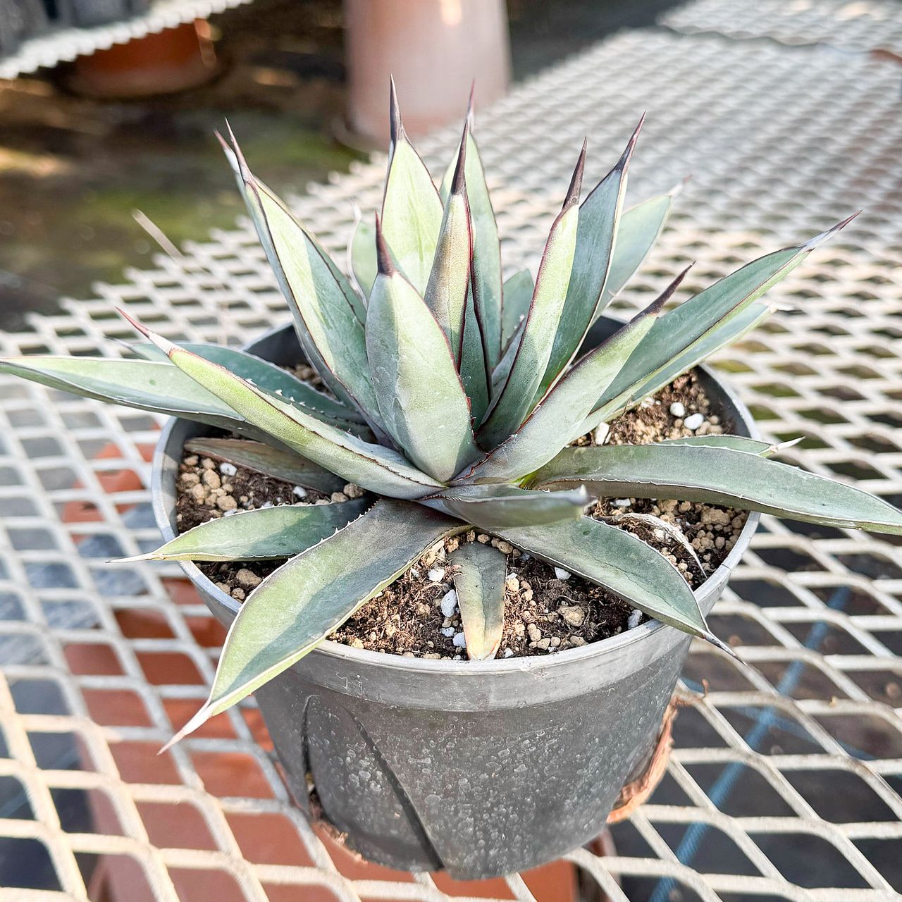 大きな高級アガベ「リトルシャーク」