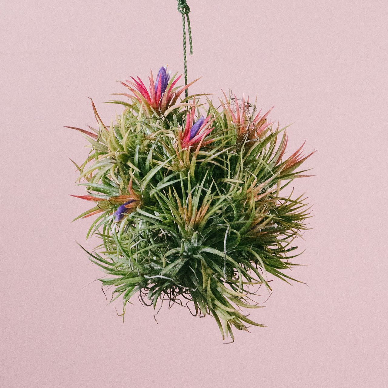 チランジア「イオナンタボール」