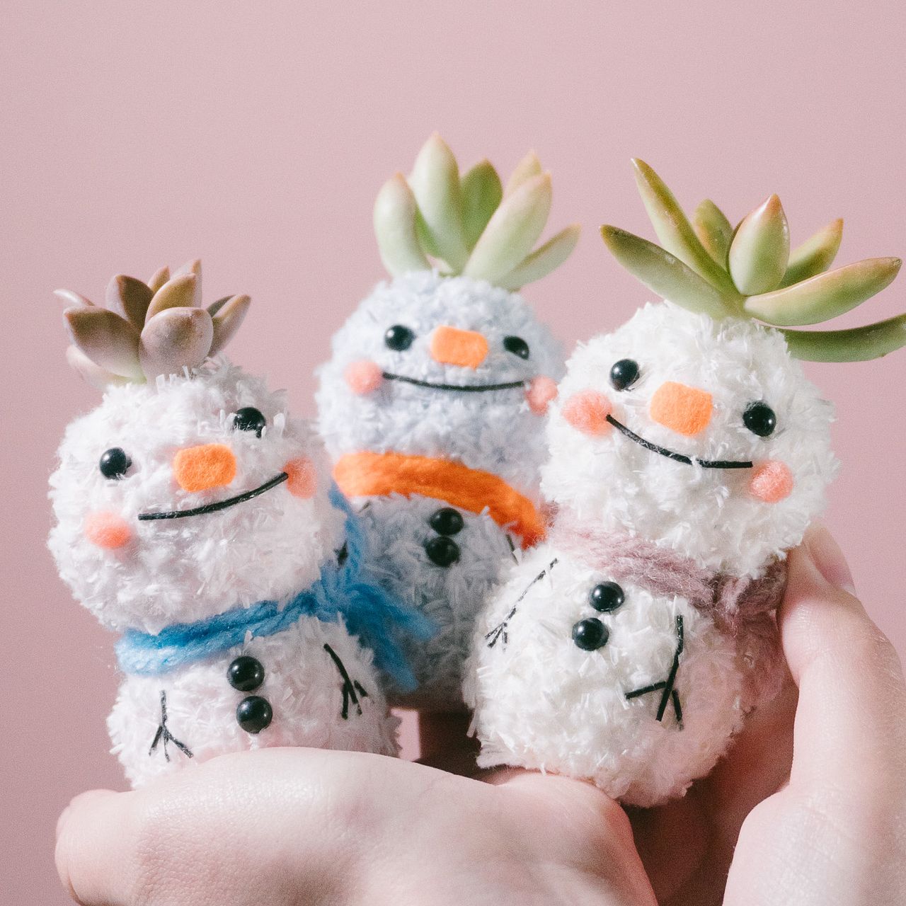 多肉植物「スノービーちゃん」（1個）