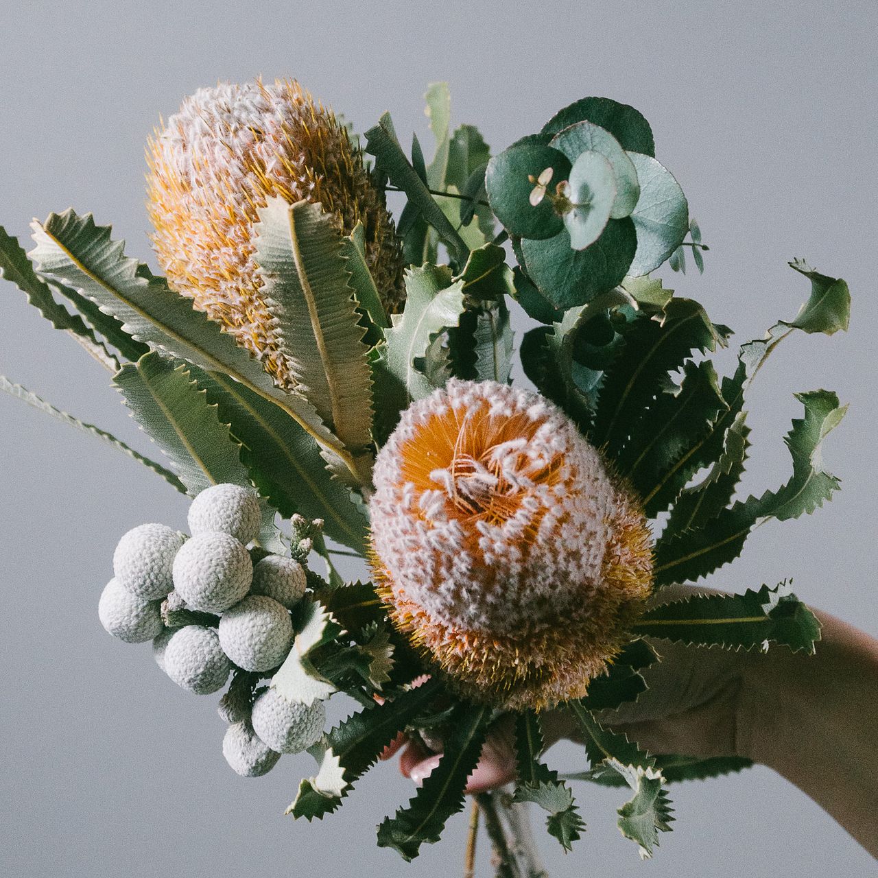 高級バンクシア「バーデティーのスワッグ」