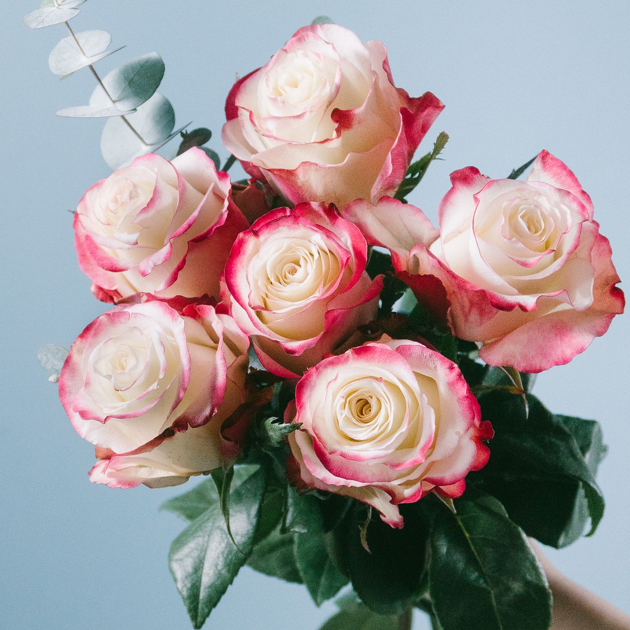 希少品種ローズ「スイートネス」