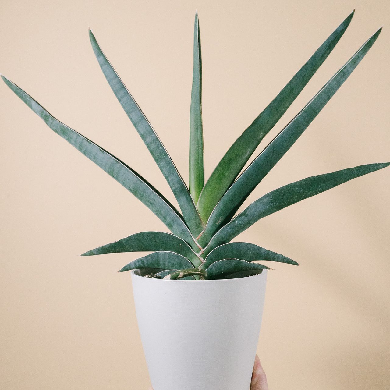 希少 大サイズ 美品 サンスベリア ロブスタ 斑入り バリエガータ 希少 大サイズ 美品 サンスベリア ロブスタ 斑入り バリエガータ