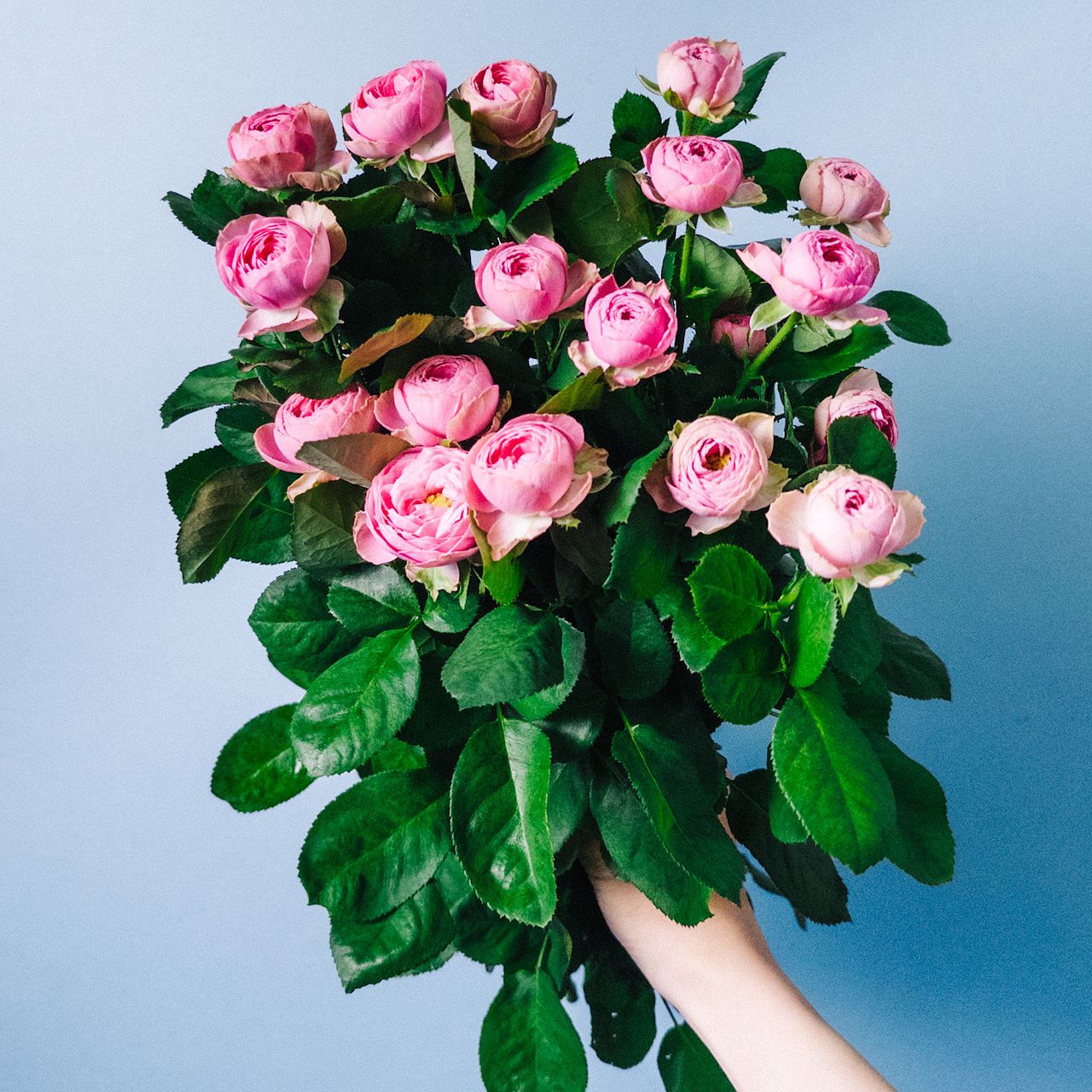 スプレーバラ「ジゼル」