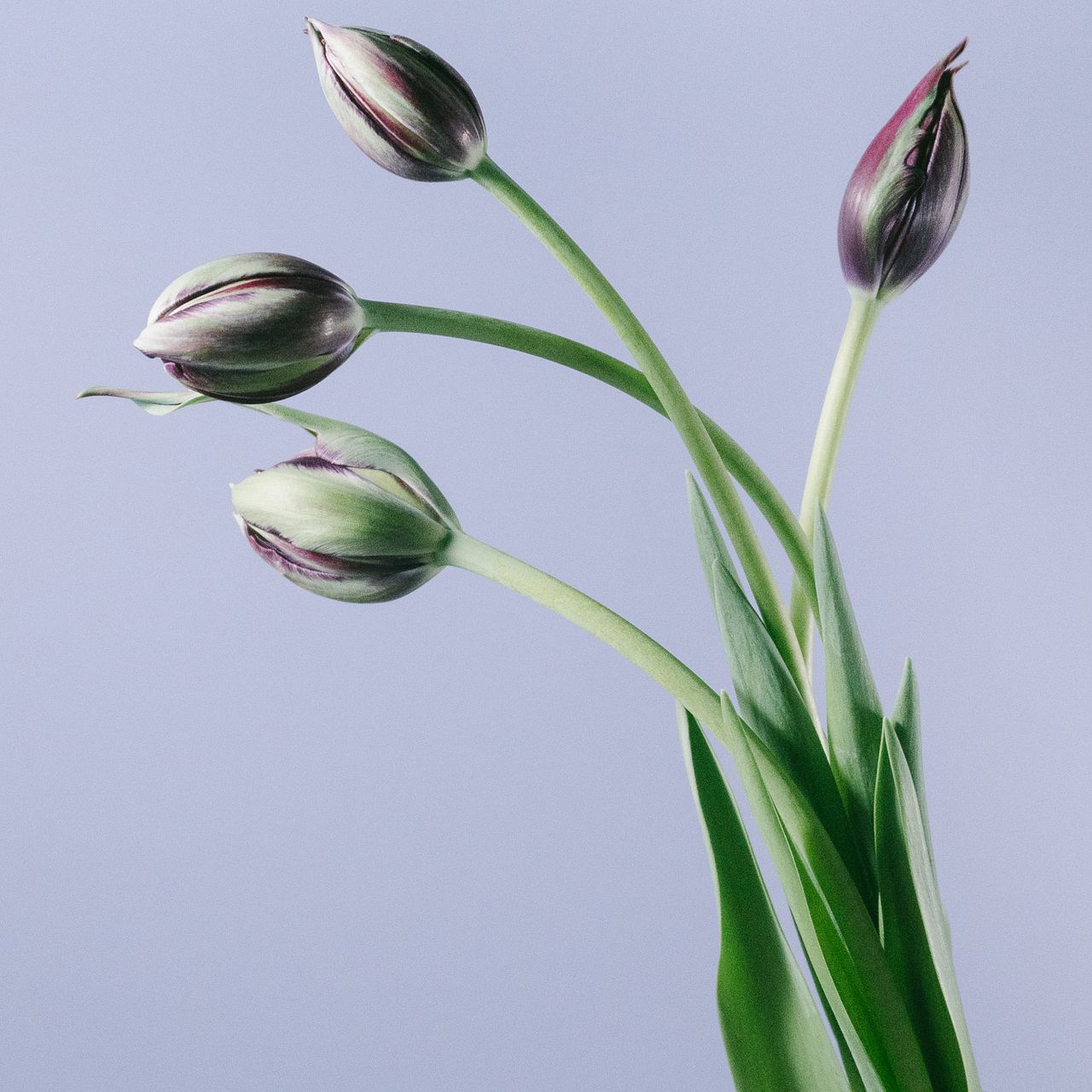 希少品種チューリップ「ブラックヒーロー」