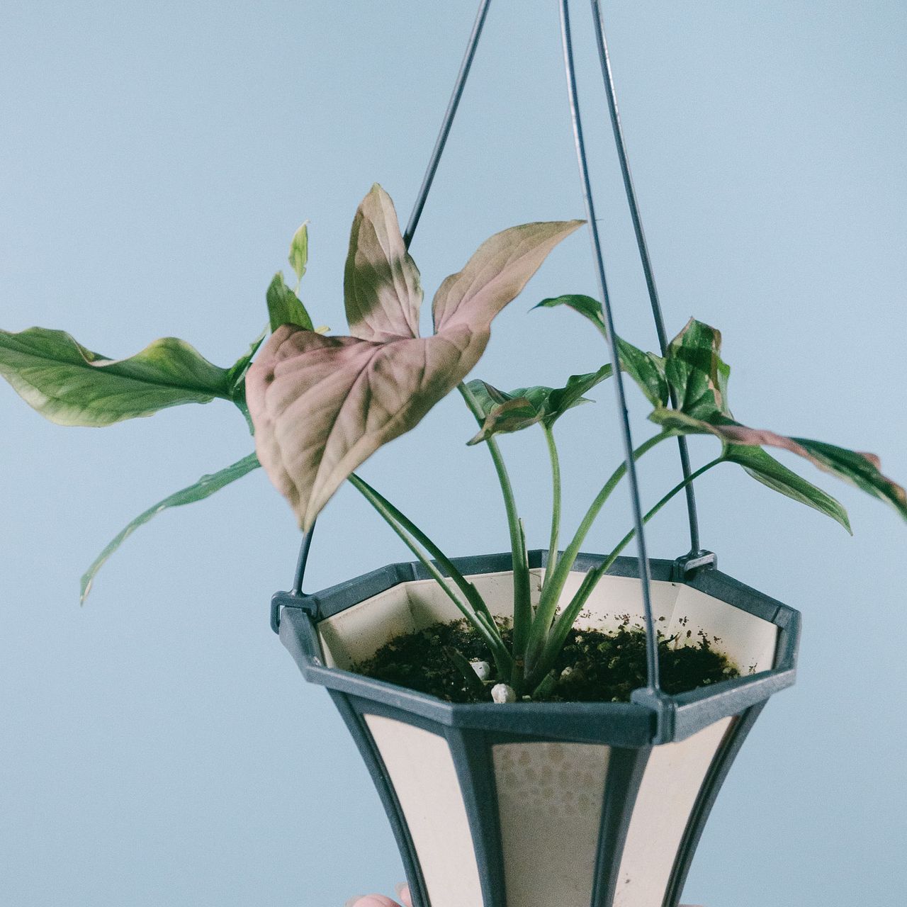 希少品種シンゴニウム「スプラッシュトリカラー」