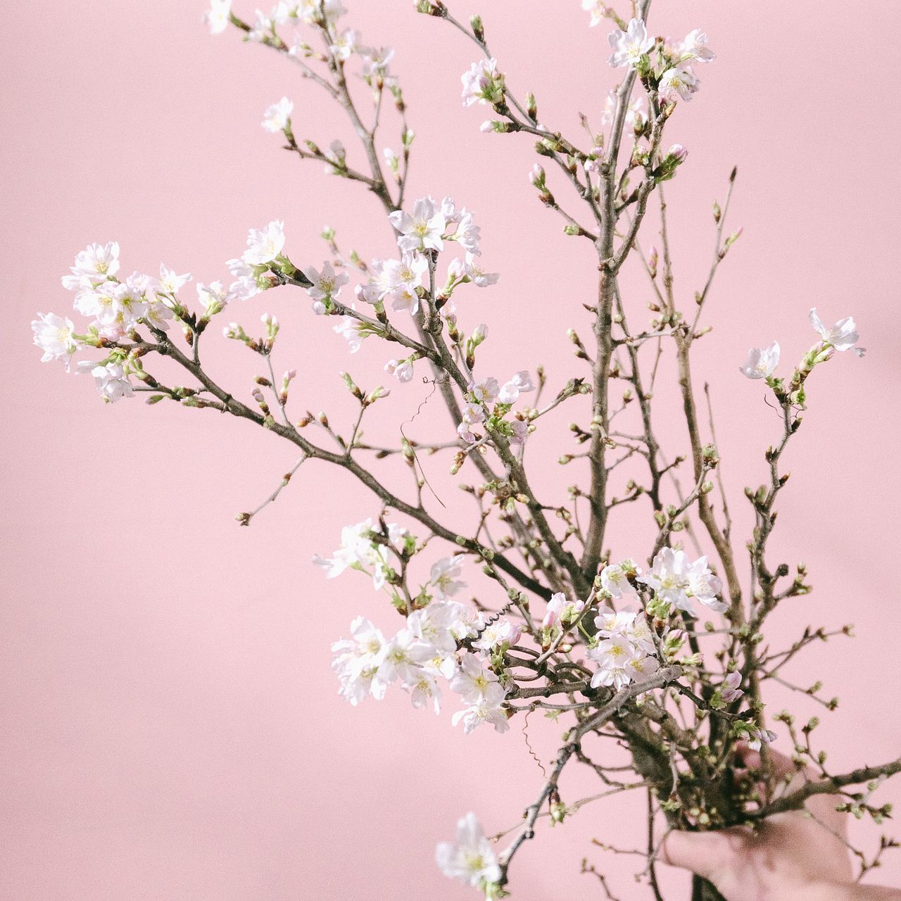 春の枝物「啓翁桜」(ロングサイズ)