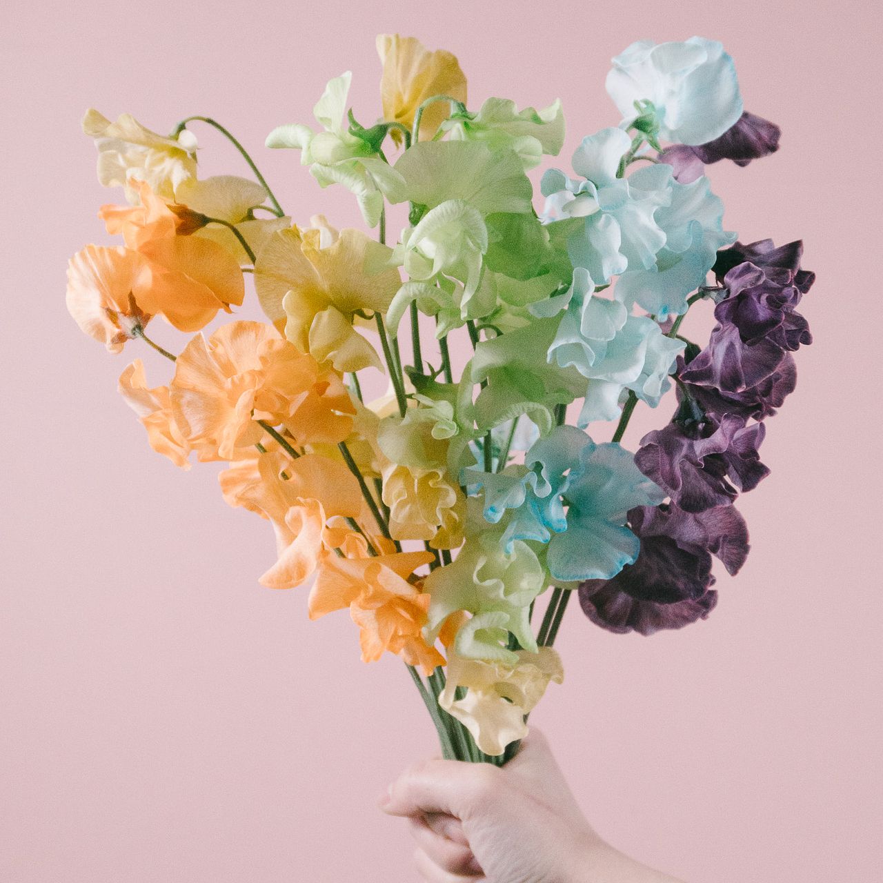 虹色スイートピー