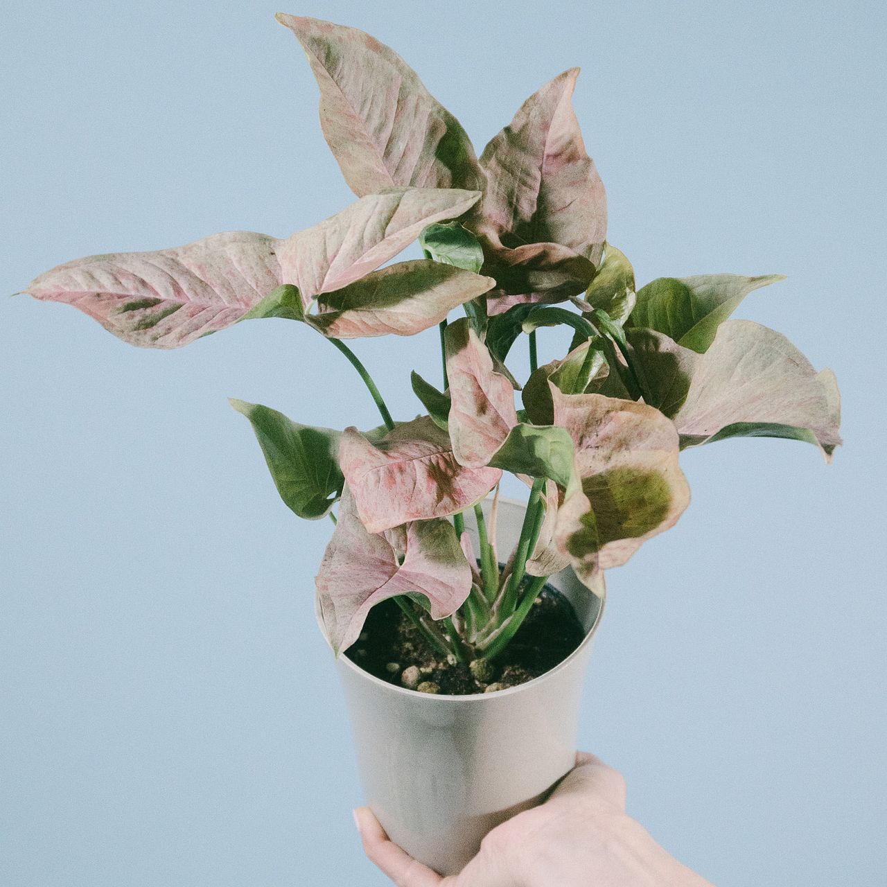 希少❗️シンゴニウム　ピンクローリー✨ 現品販売】シンゴニウム ピンクローリー Syngonium Pink Rolli