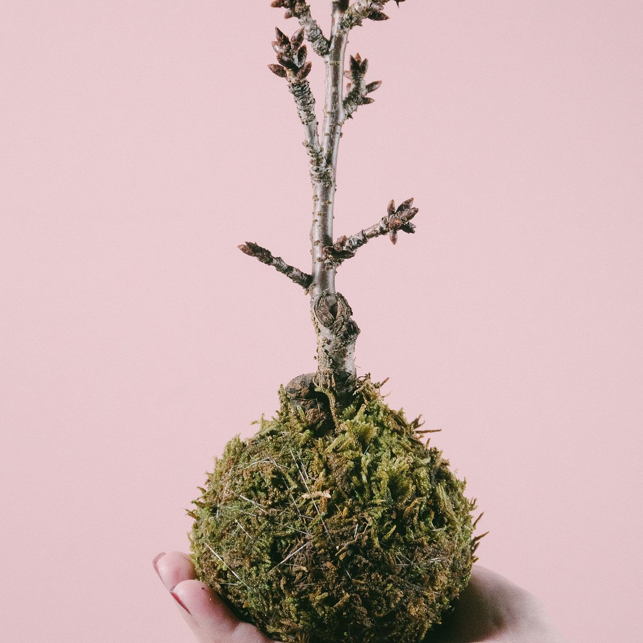 桜の苔玉「旭山」