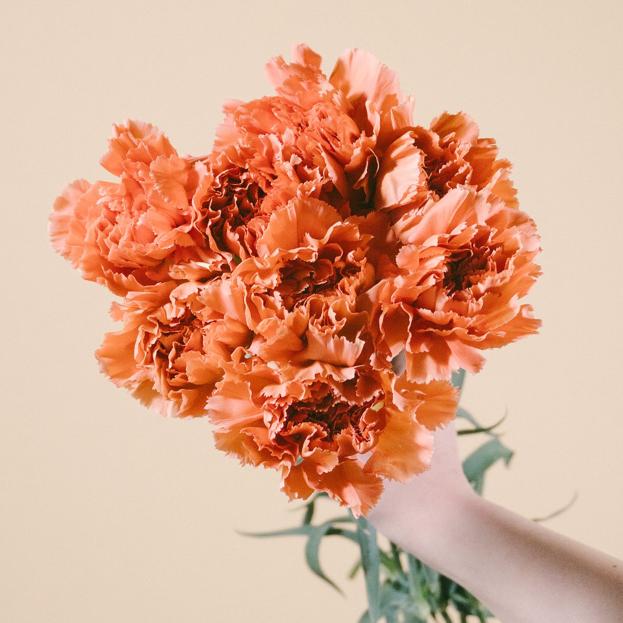 サニーカーネーション