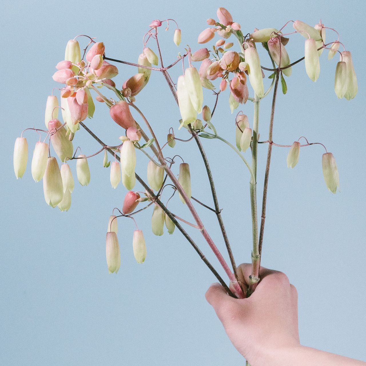 アップルカランコエ