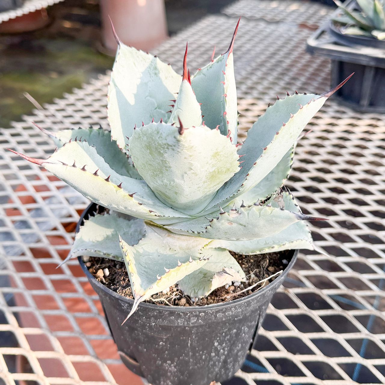 大きな高級アガベ「ドラゴントゥース」