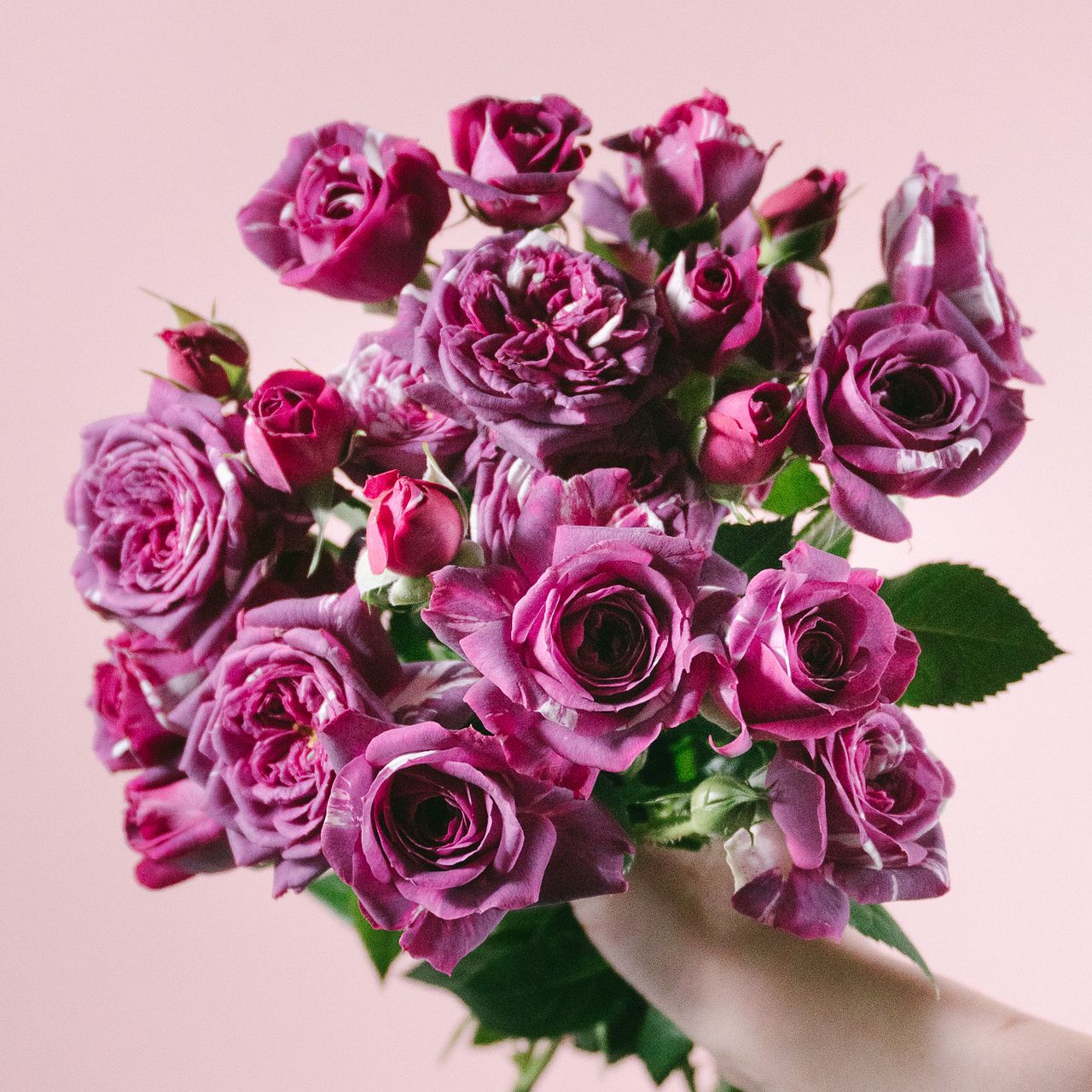 センテッドジュエル センテッド ジュエル | 天空のバラ園(無農薬バラ苗・花苗