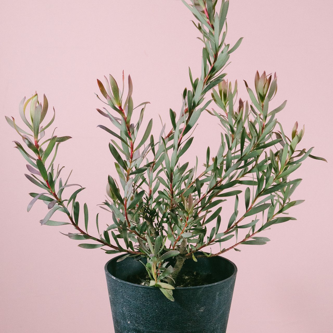 リューカデンドロン「エイミー」