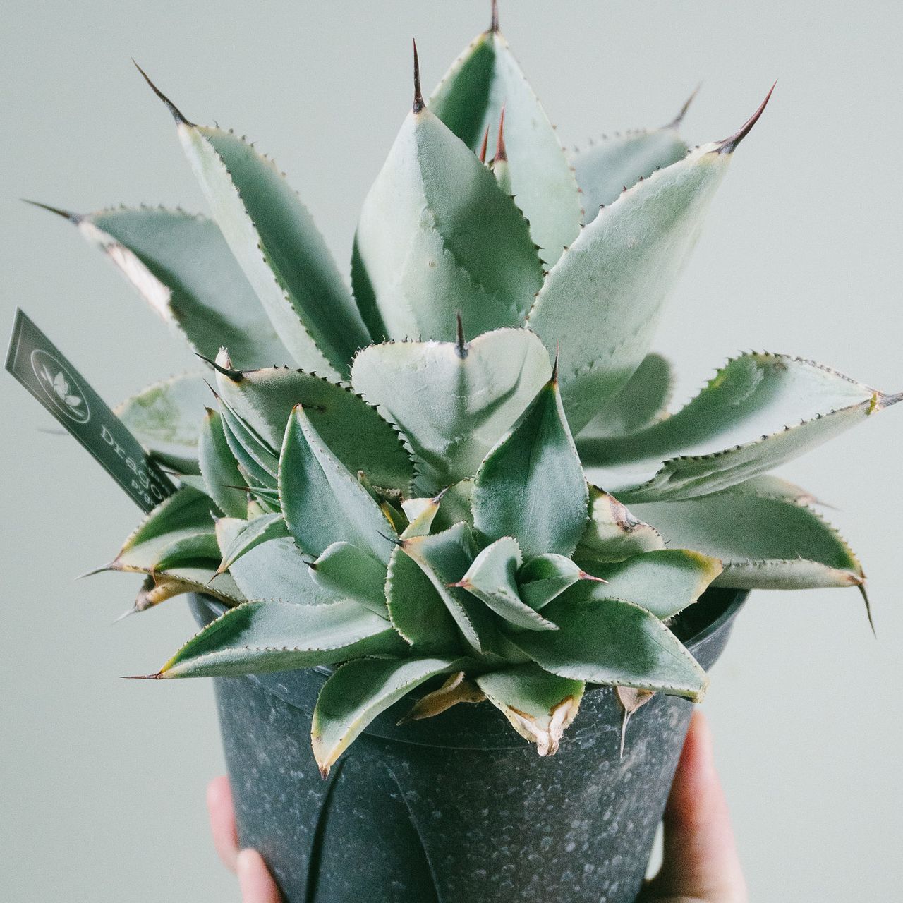 レスキュー 大きなアガベ「ドラゴントゥース」