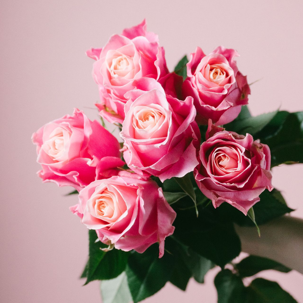 おひつじ座のバラ「アーリエス」