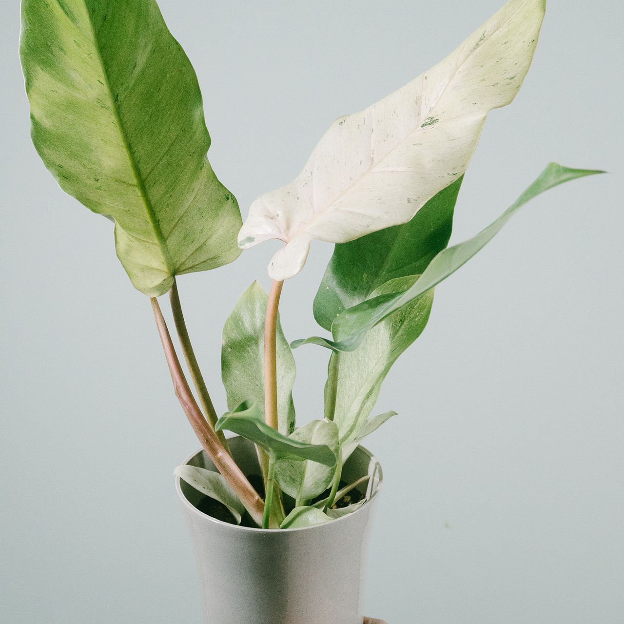 希少品種フィロデンドロン「スノードリフト」