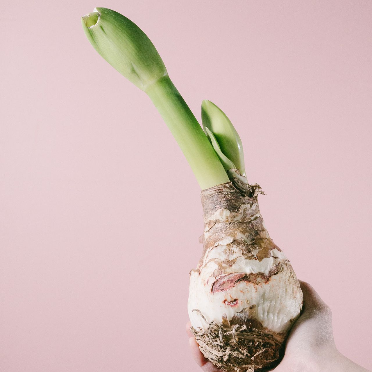 土と水がいらない「特大球根アマリリス」