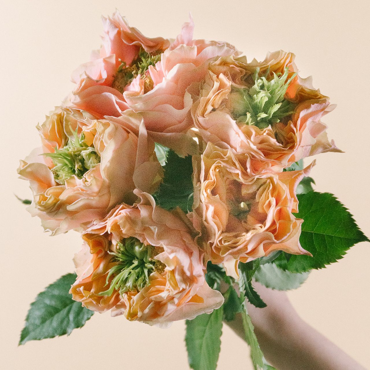 金田さんのバラ「フォセット」