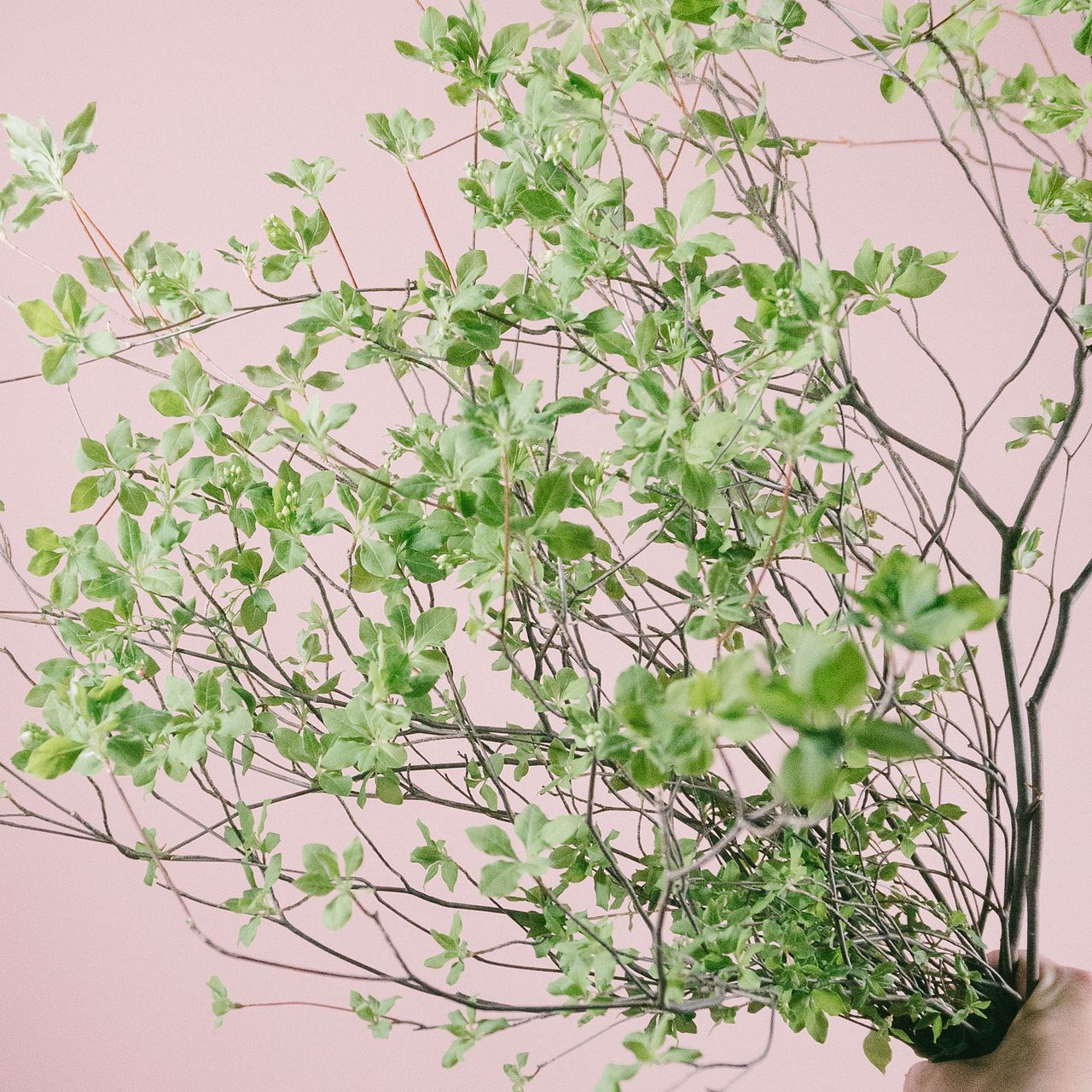 ドウダンツツジ（ロングサイズ）