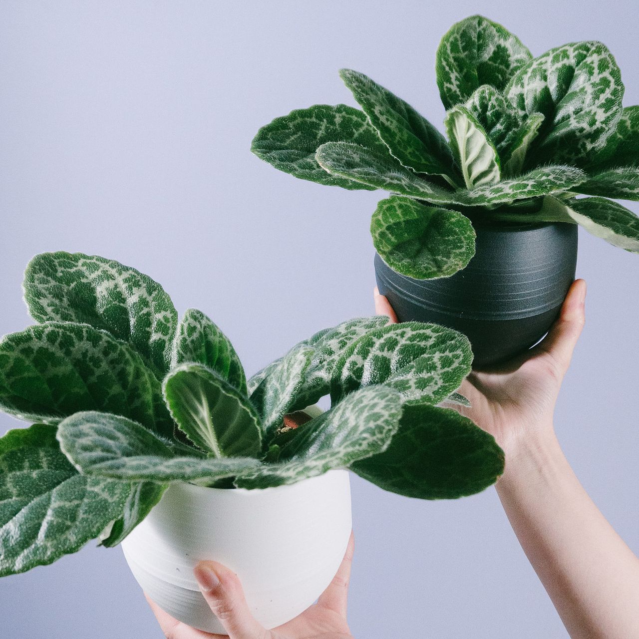 ストレプトカーパス「プリティータートル」