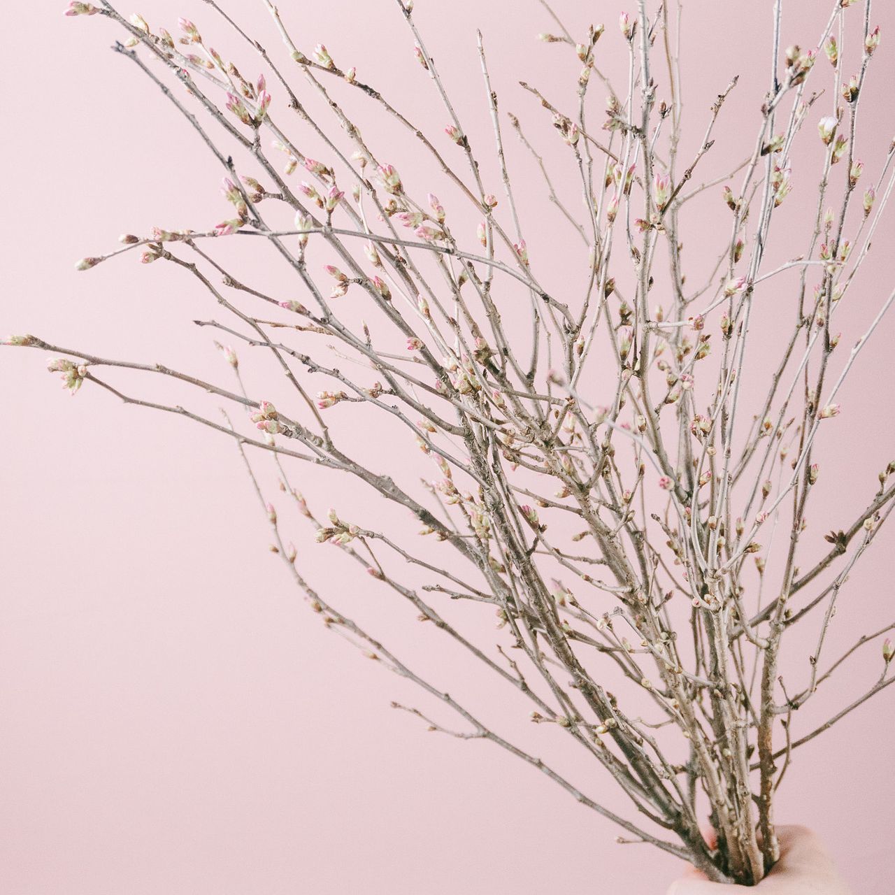 題名は「お花見」です。サイズ94cm×83cm、額は付いています 花のギフト社 啓翁桜 さくら 桜 10本 花束 切花 生花 サクラ 花