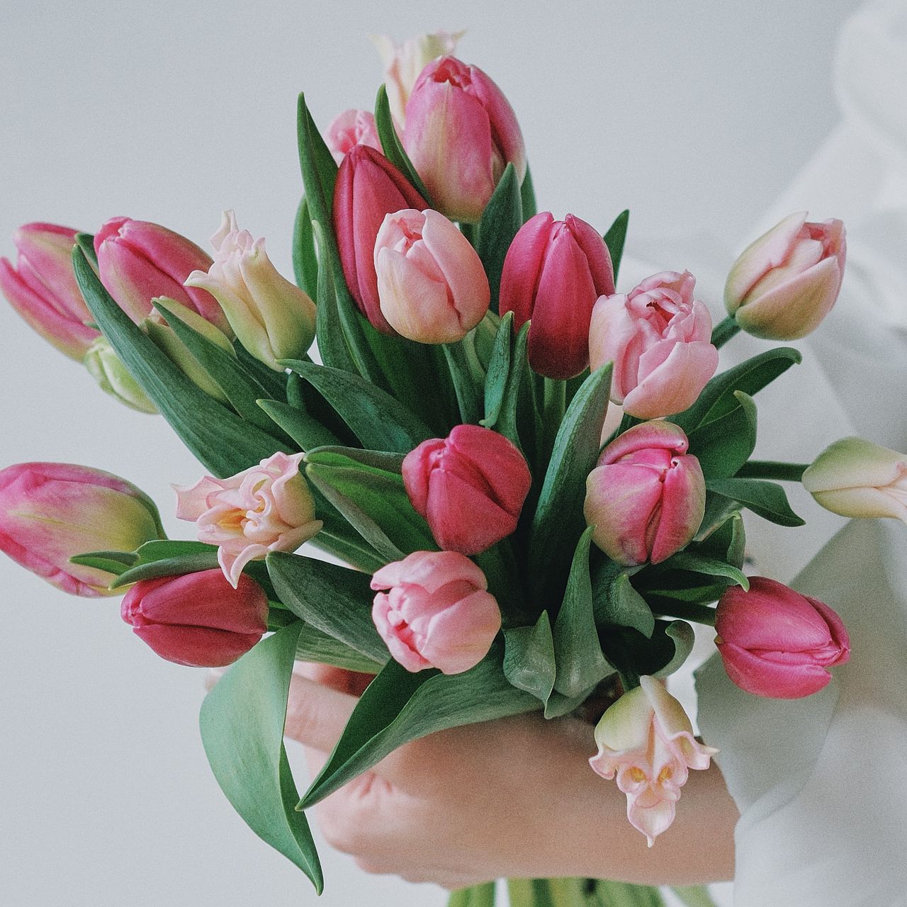 チューリップ　 産直】センティアのおまかせチューリップ（ピンクMIX）（19〜20本）