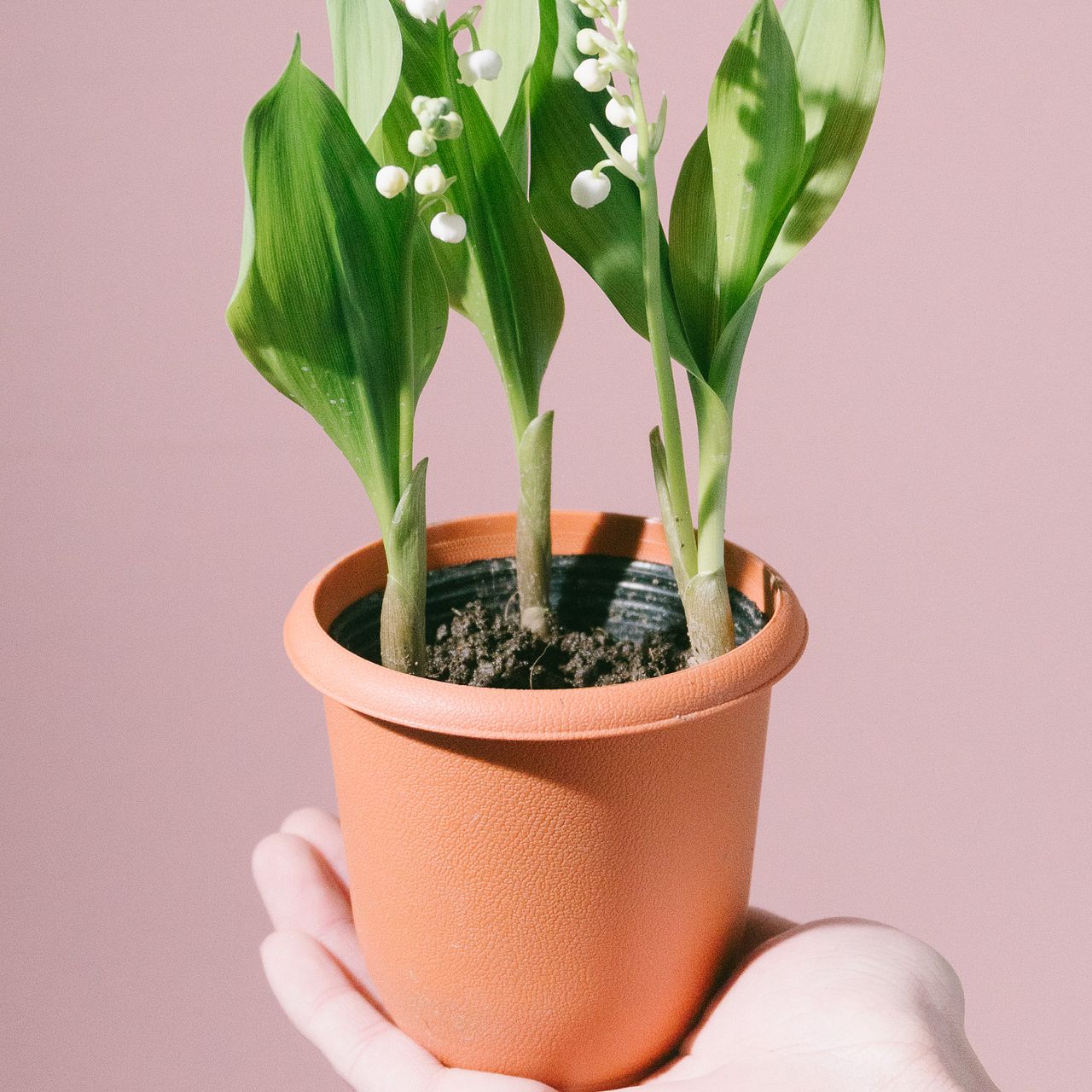 幸せを呼ぶすずらん