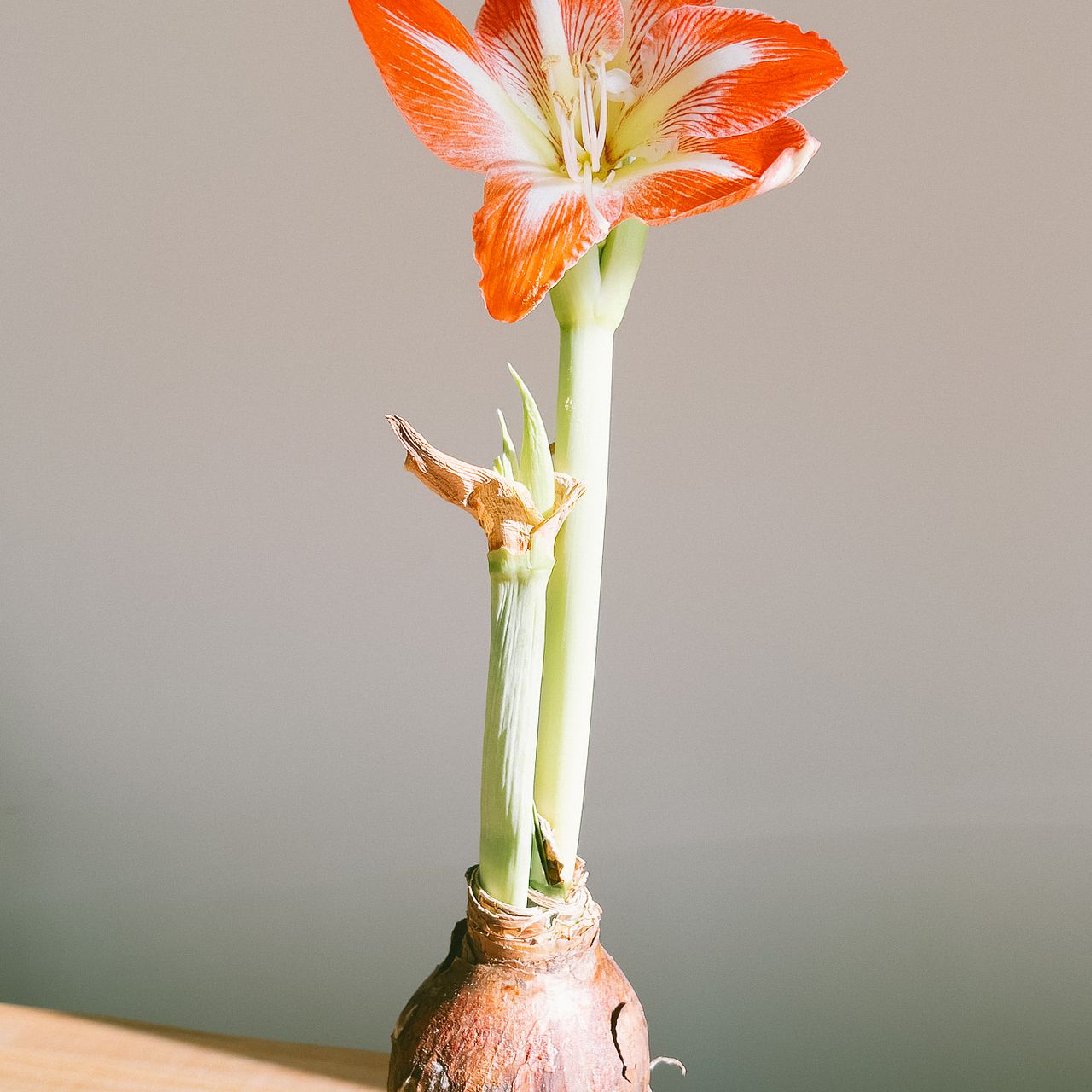 large_03d07625-7a72-435d-a396-