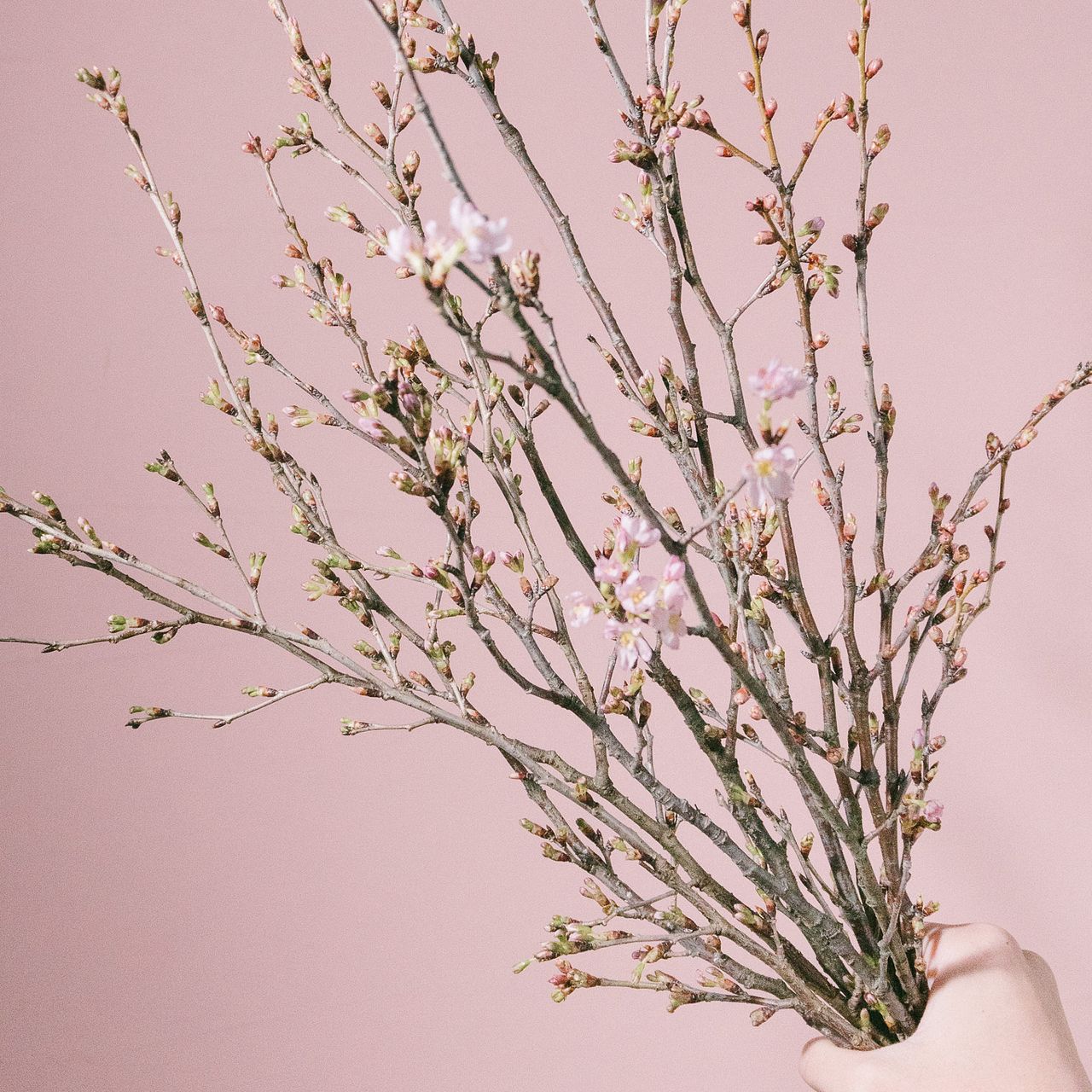 ひより桜(ロングサイズ) ひより桜(ロングサイズ)
