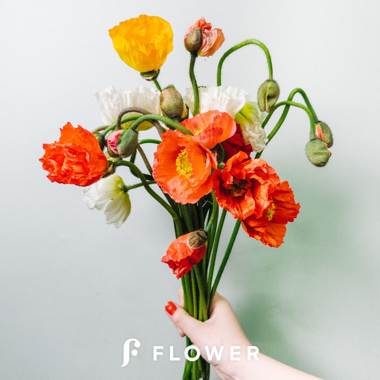 気まぐれポピー