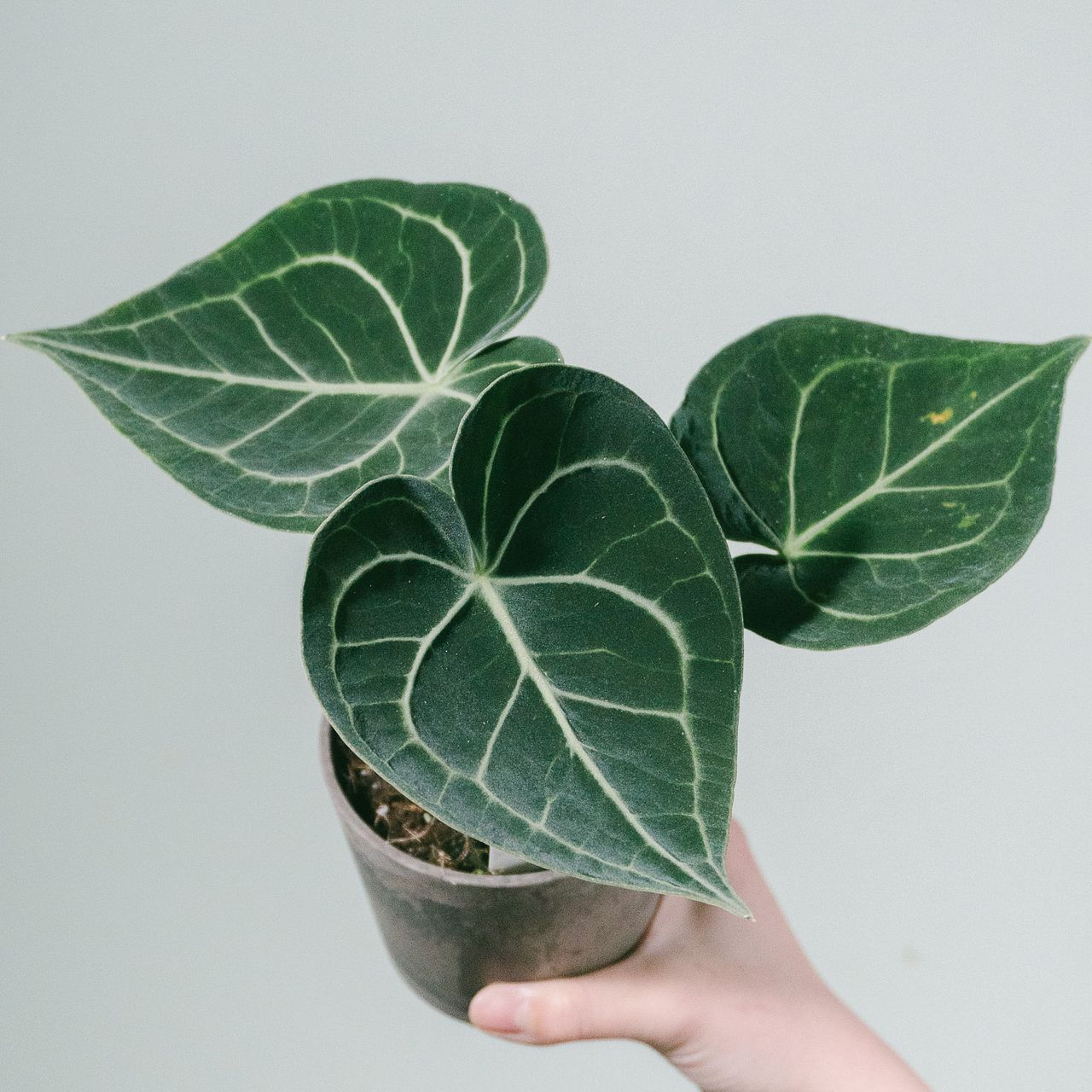 希少なアンスリウム「クラリネルビウム」