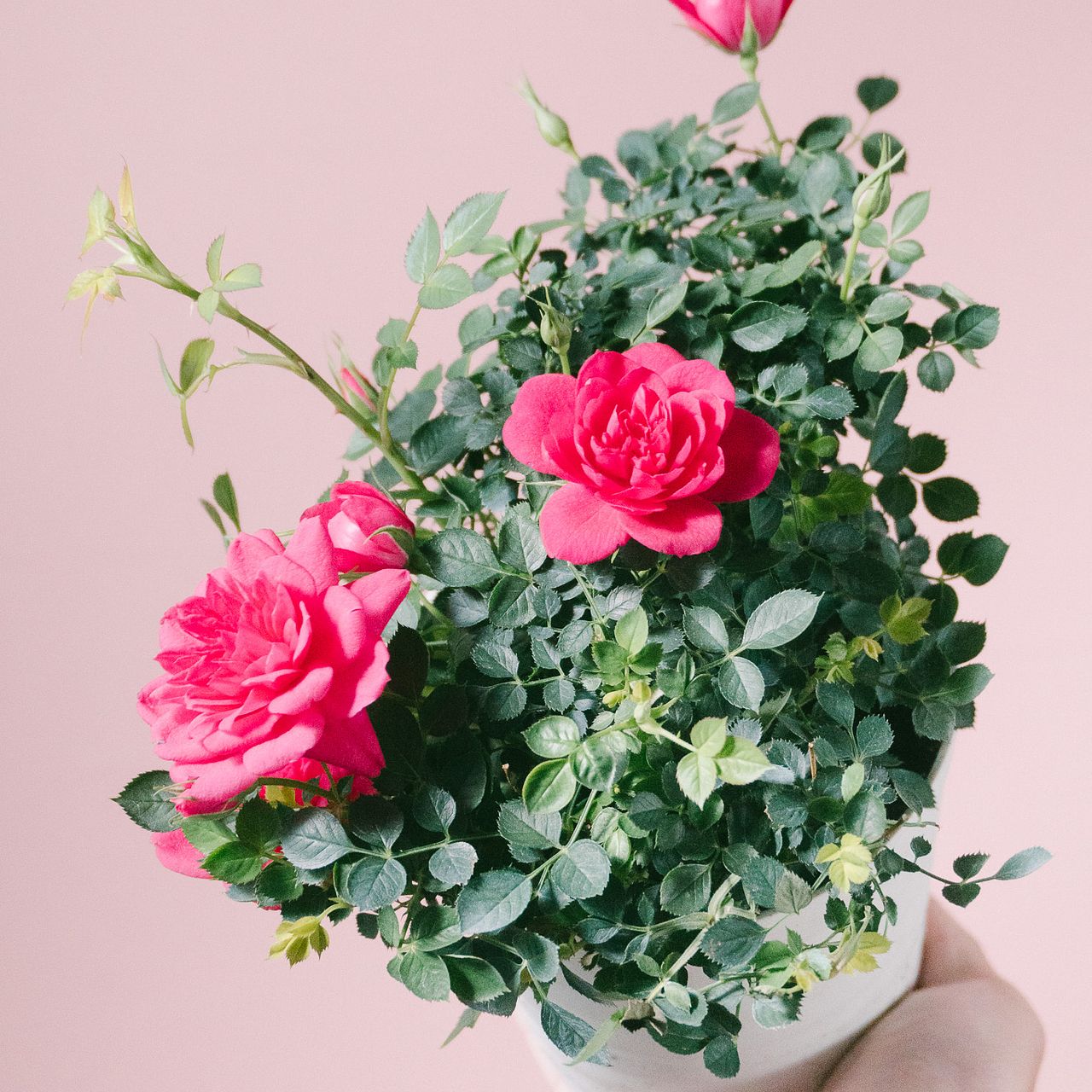 ミニバラ「キャンディキャンディー」 レア‼️ 美しいキャンディー