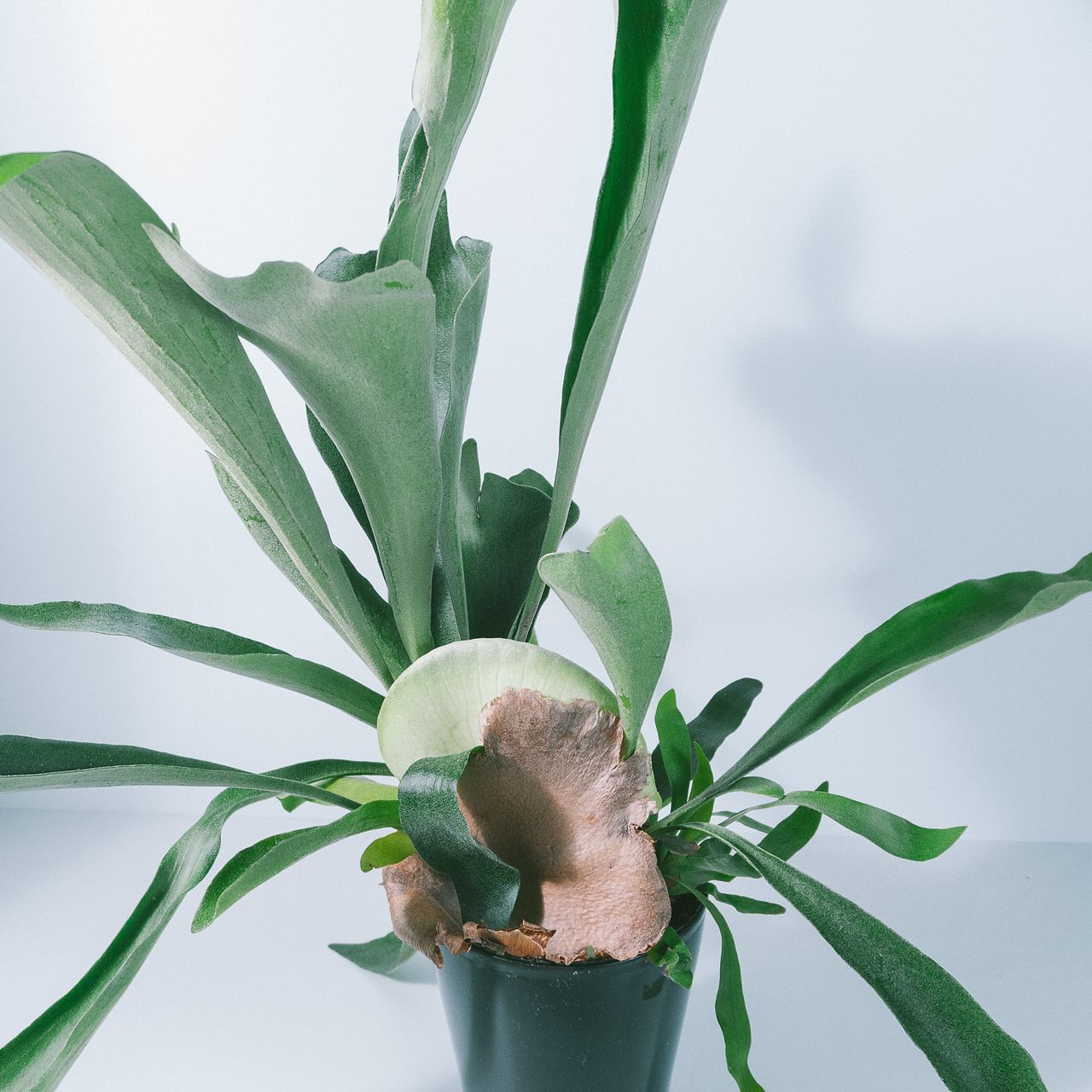 ビカクシダ「ネザーランド」