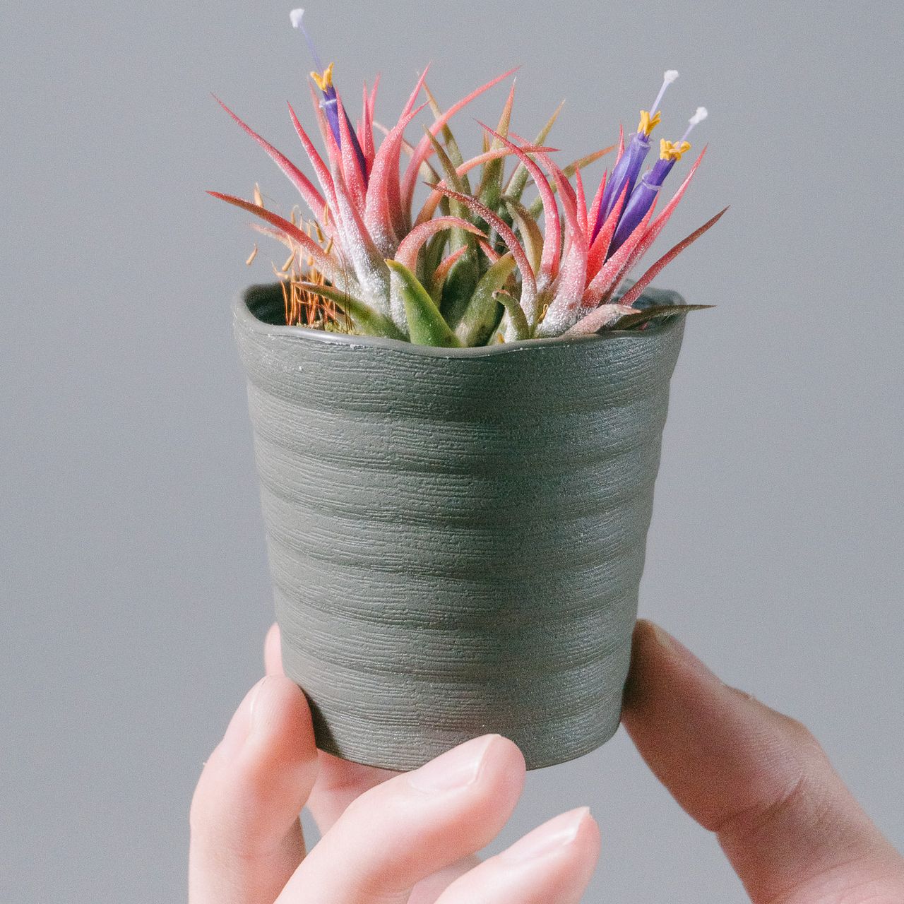 め*み様 ティランジア　不思議なイオナンタ ポット入りチランドシア「イオナンタ」