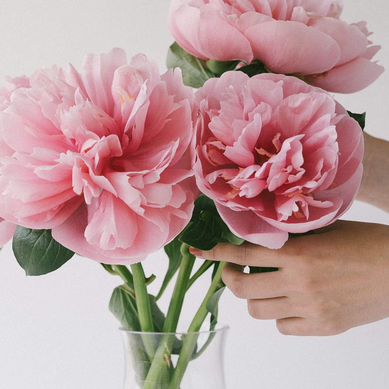 ❌キスミー好き(❀ᴗ͈ˬᴗ͈)\"新品　サーモンピンク 2023.11.09 今年1月に頂いた小梅ちゃん💕 もりもり増えてきた