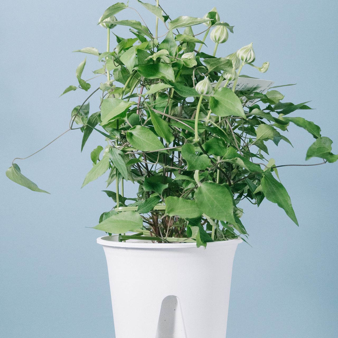 クレマチスの鉢「花園」