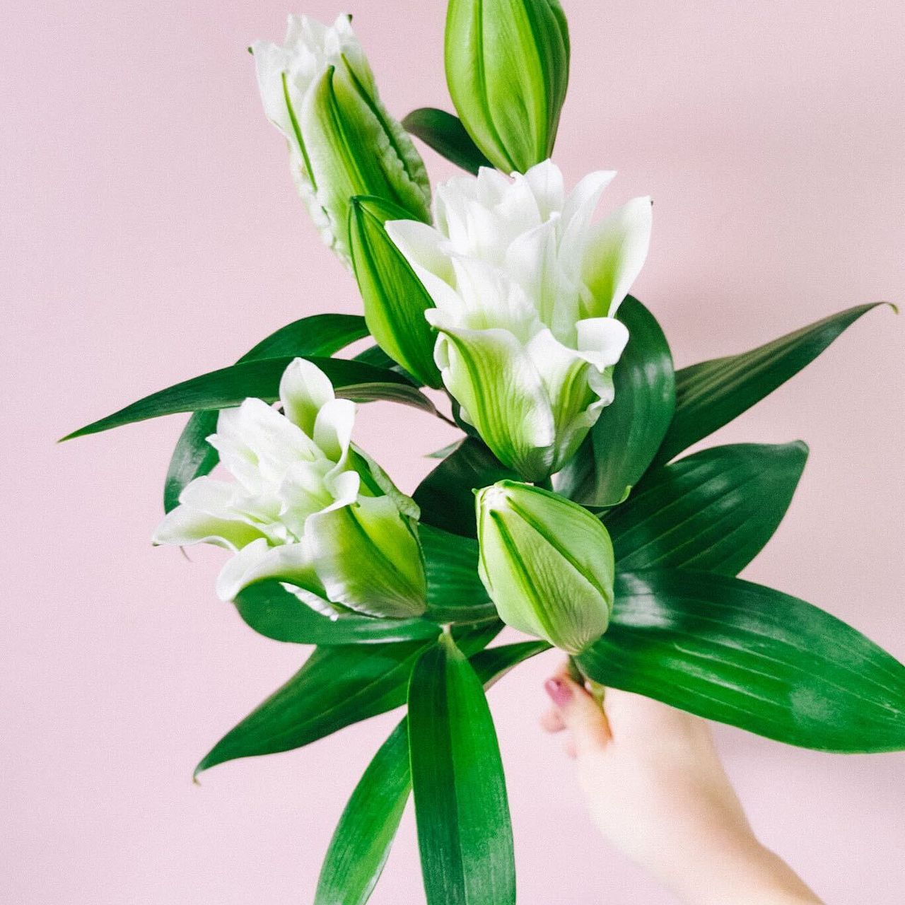 八重咲きホワイトリリー（ロングサイズ）