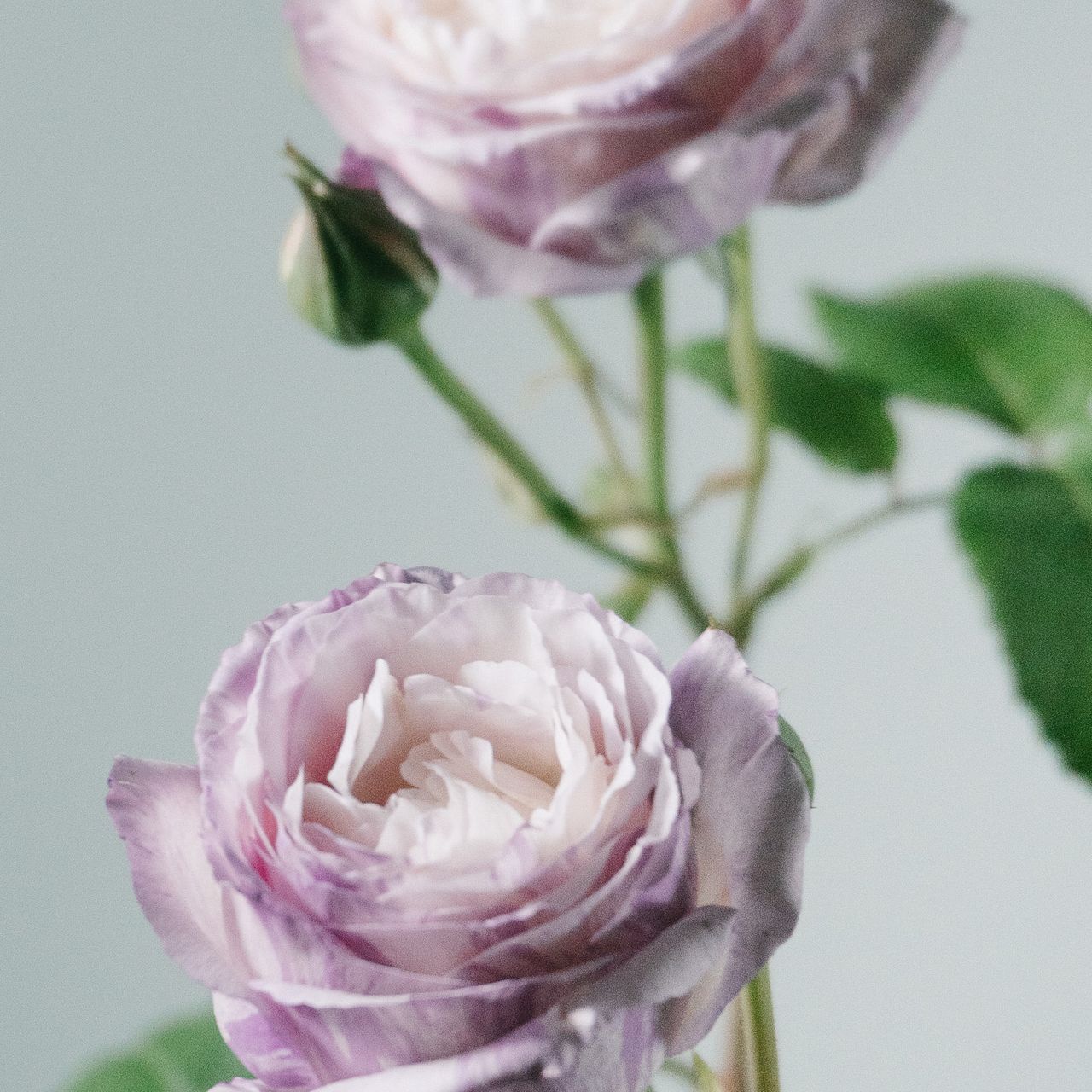 large_e0d62662-f24c-4097-919e-