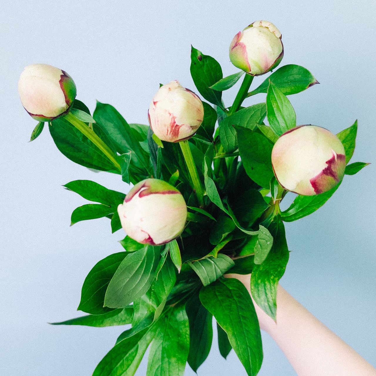 純白の芍薬「マキシマ」
