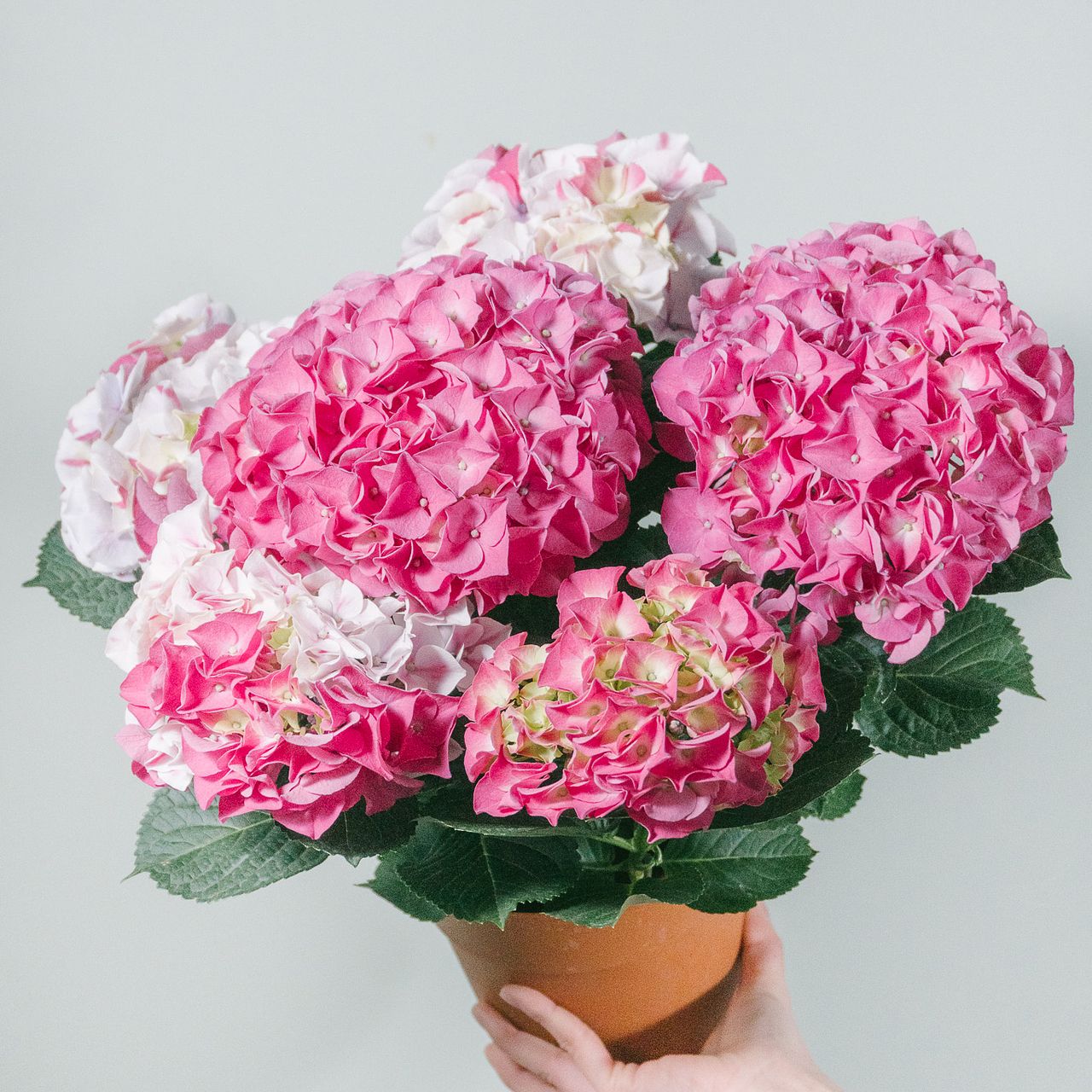 紫陽花「ホットチボリマーブル」