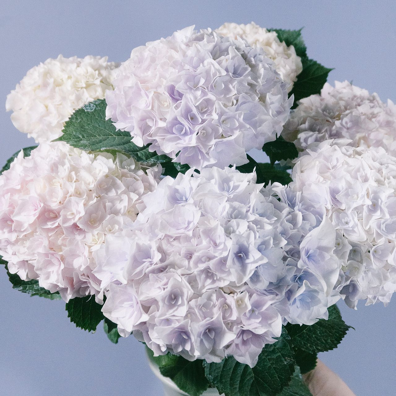希少　ワイルマンフォリー　パープルフラワー　紫色の花柄シュガーボウル 藤野幸信さんのブーケ＆アレンジ「初夏の花木」を飾る。ライラックの